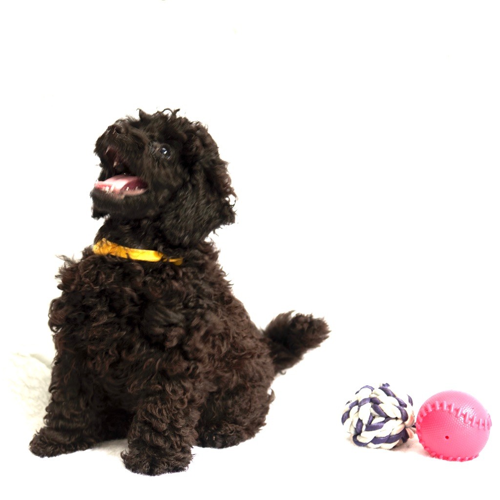 Les Joyaux De Stella - Chiots disponibles - Caniche