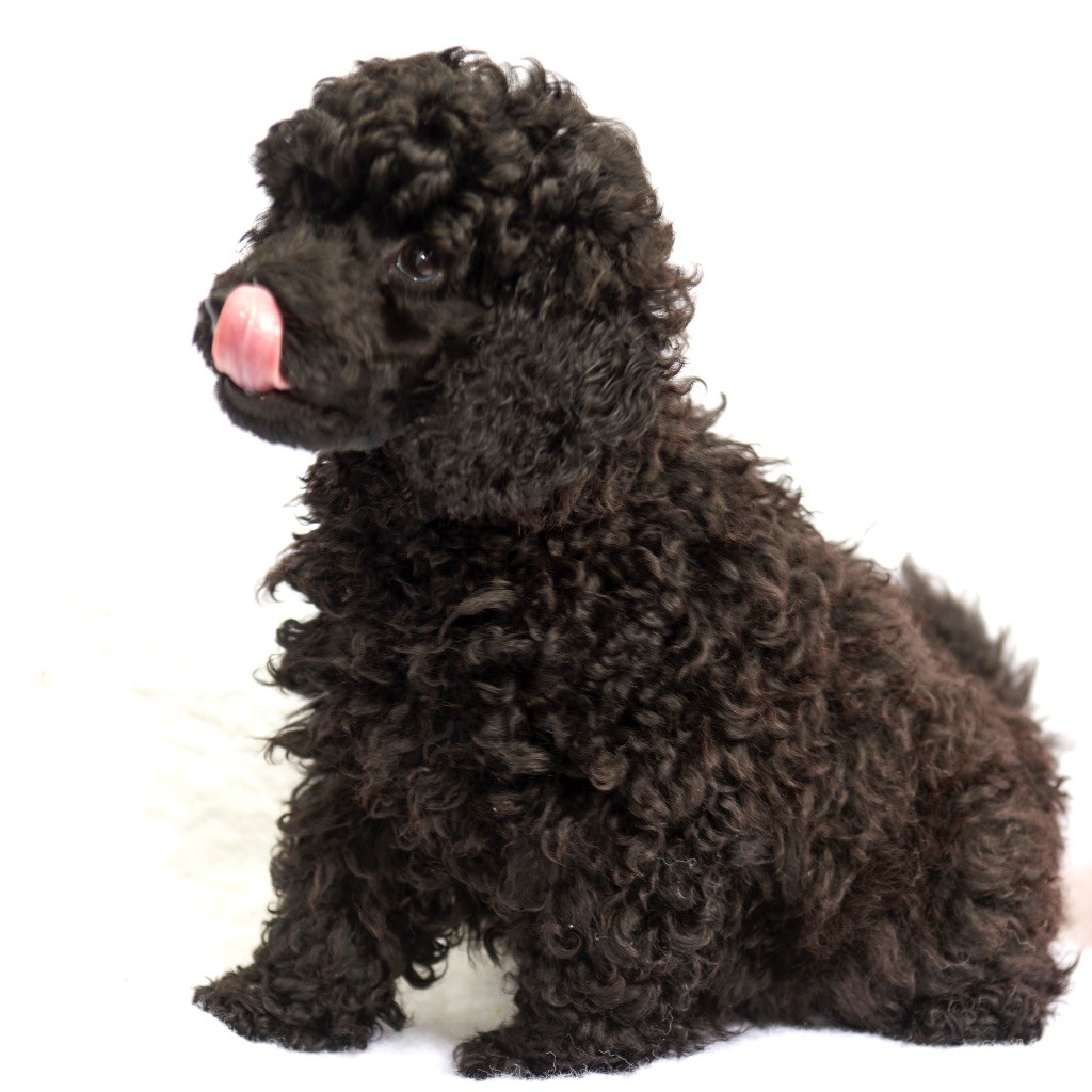 Les Joyaux De Stella - Chiots disponibles - Caniche
