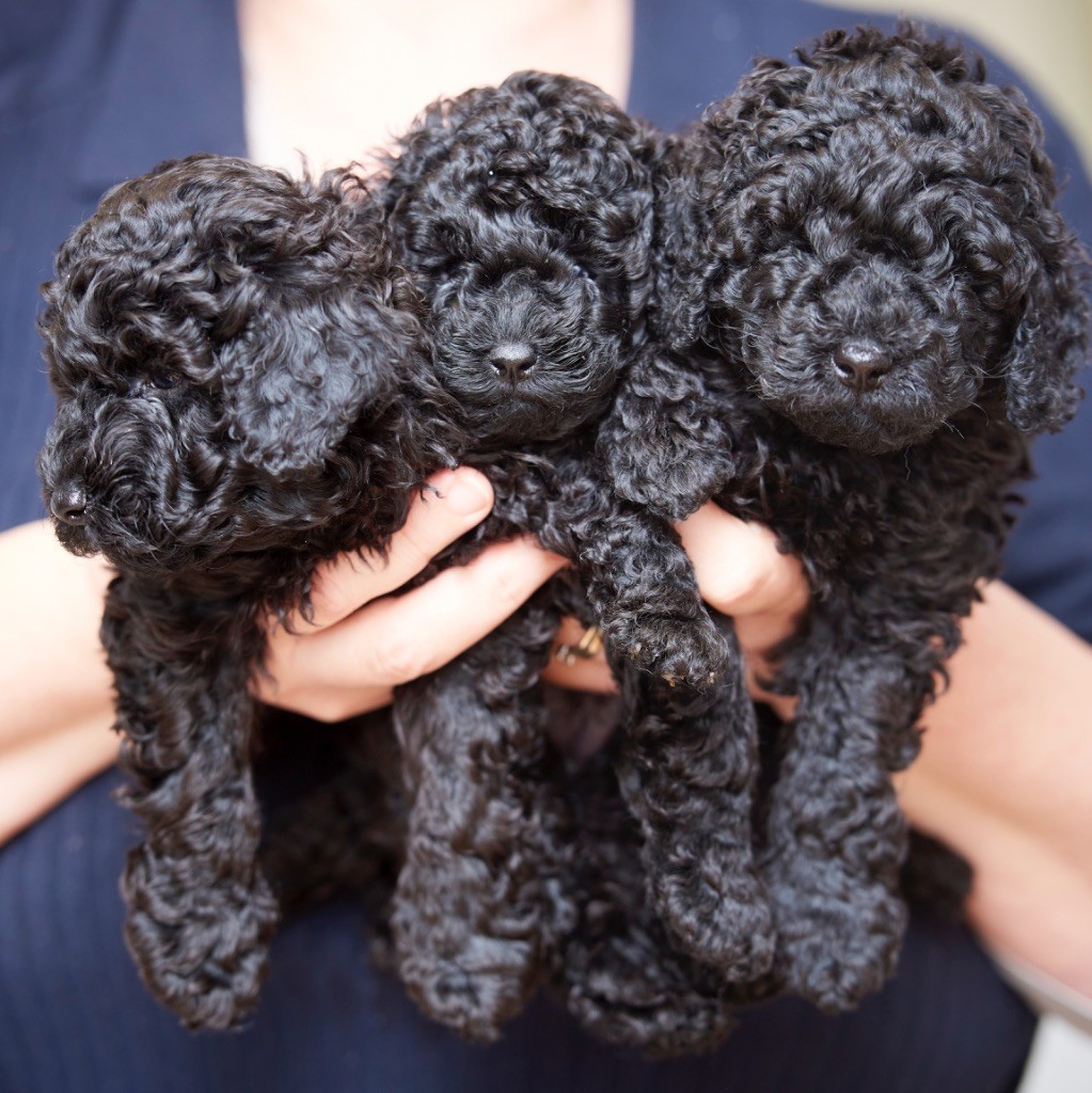 Chiot Caniche Les Joyaux De Stella